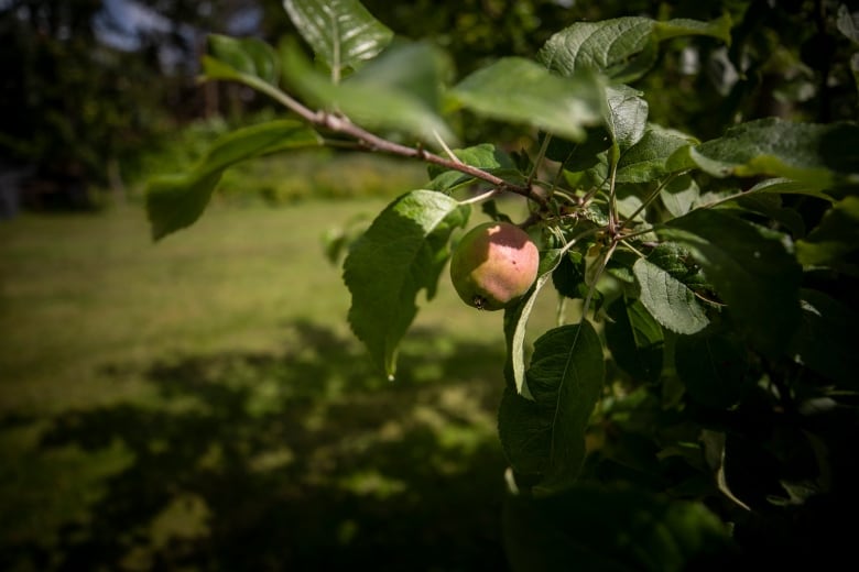 A close up shot of an apple slowly ripening on a tree.