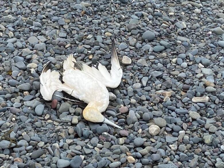 A dead bird lays on top a bed of rocks.