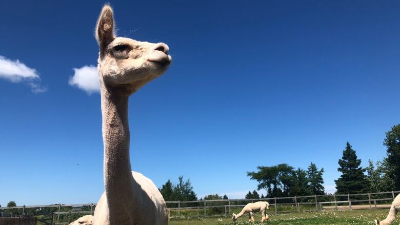 A white alpaca in a field.