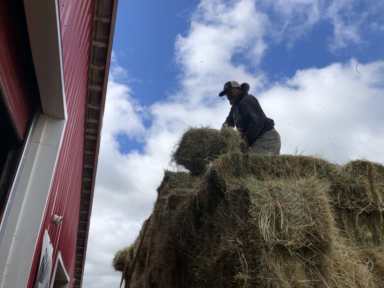 Man on top of truck full of square hay bales about to throw a bale into a red barn.