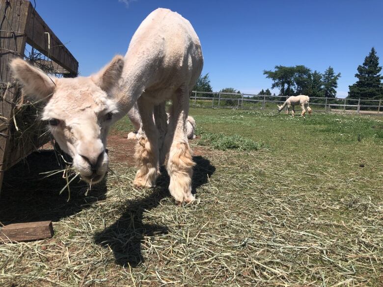 White alpaca eating.