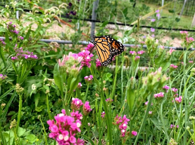 A colourful, orange and black, monarch butterfly sits on a pink flowered plant.