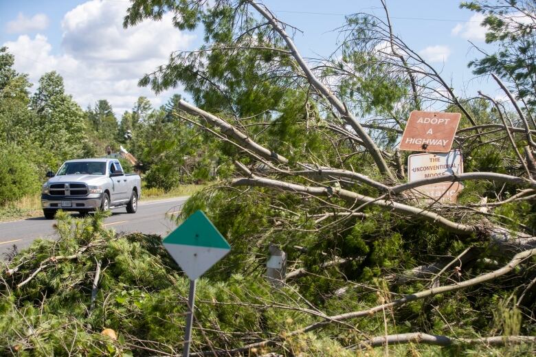 Downed trees next to a road.