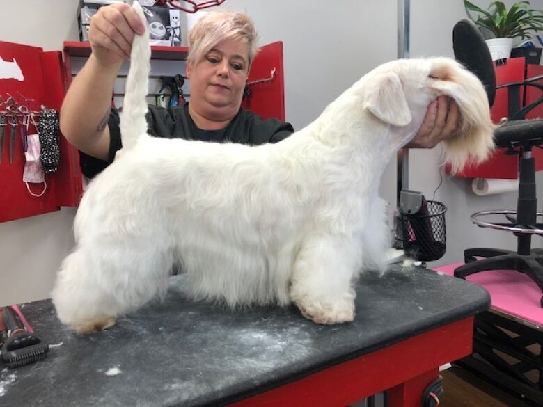 A woman grooms a small white dog standing on a table in a grooming salon.