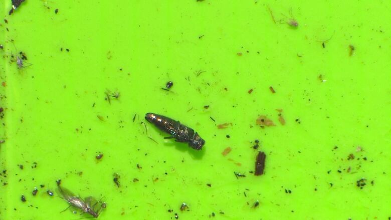 An emerald ash borer is stuck to a neon green prism trap.