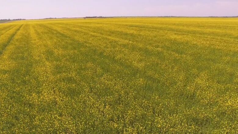 A wde shot of an open field upon which yellow plants are growing.