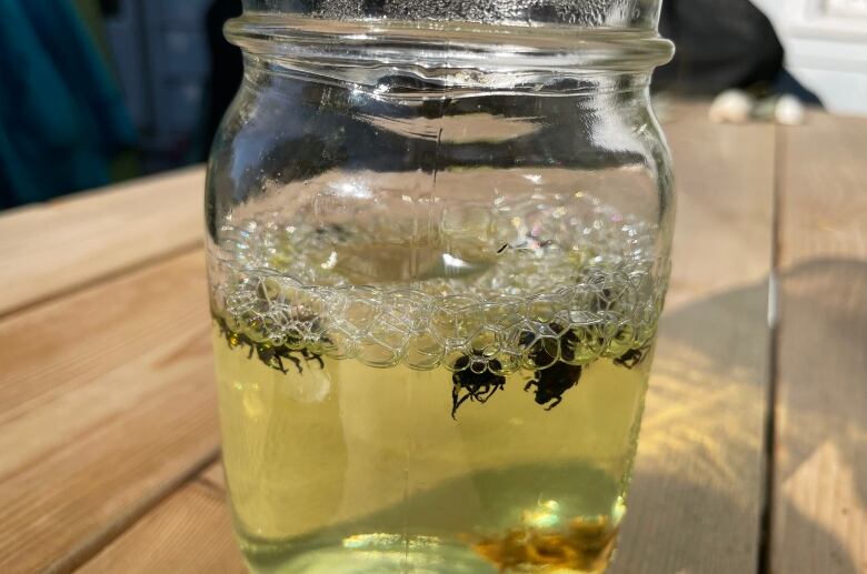 Japanese beetles drowned in a mason jar.