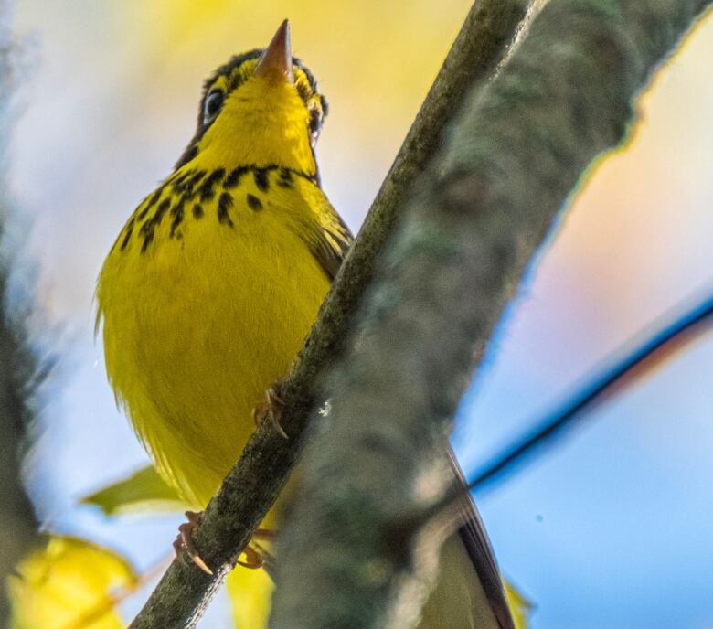 Yellow bird (Canada Warbler) standing on branch.