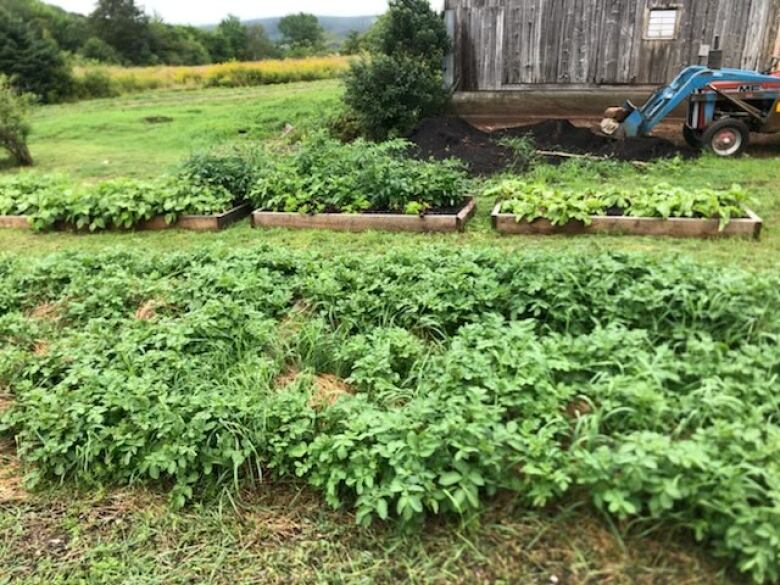 Several garden beds full of different types of greens.