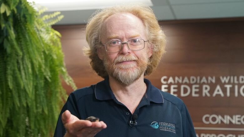 David Seburn, a man with long, greying red hair and beard who wears thin-framed glasses, holds a small turtle hatchling in his right hand in front of the greenery-covered wall at the Canadian Wildlife Federation's Ottawa office.