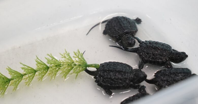 Five Snapping turtles in a plastic container with about one centimetre of water and bright green branch in the base.