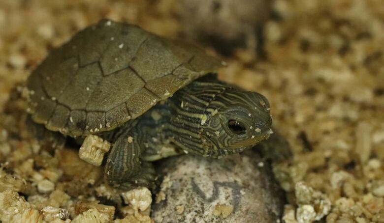 A Northern Map turtle with a lighter green shell and green and yellowish stripes on its head and neck. The turtle is facing right, sitting in a pile of vericulite.