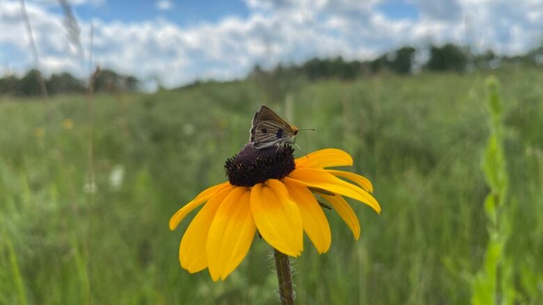 A butterfly perches on a yellow flower in a tall grass prairie landscape.