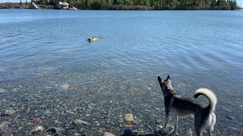 A curious dog watches from the shore of a lake as another dog paddles toward it. The water reflects clear blue skies.