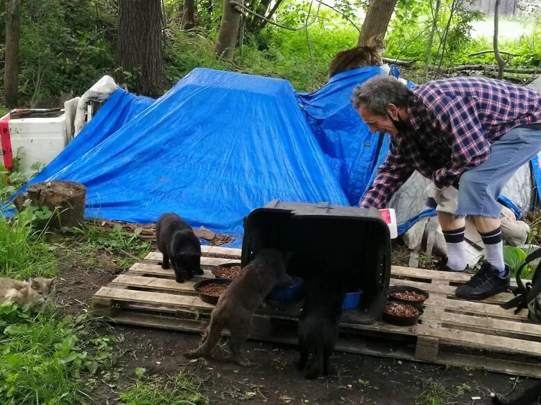 Man crouched down near a makeshift table made with wooden skids and a large tarp. Five cats are near by three are eating frood.