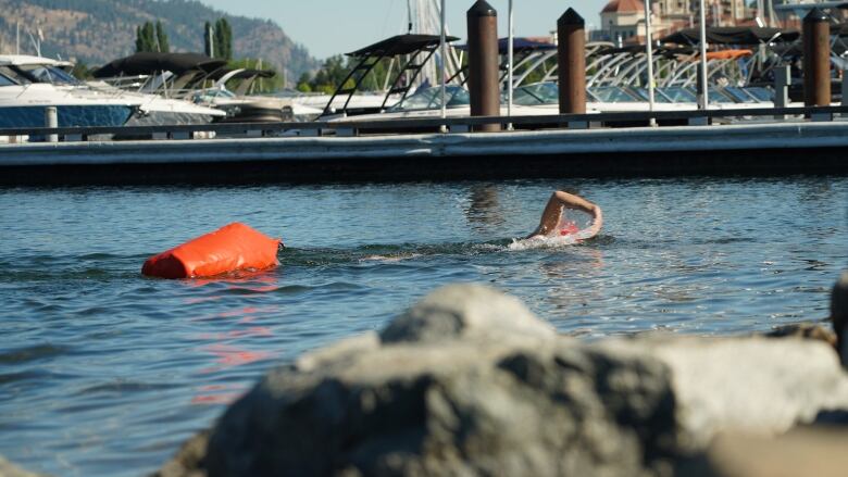 A man swims in Okanagan Lake.