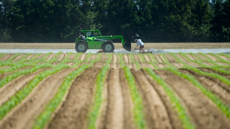 A field with a green tractor and a worker.