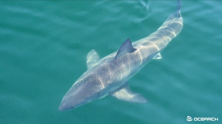 A white shark swimming underwater.