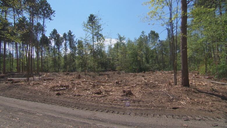 A field cleared of most trees.