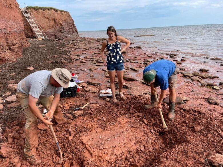 Three people on a beach digging up a fossil 