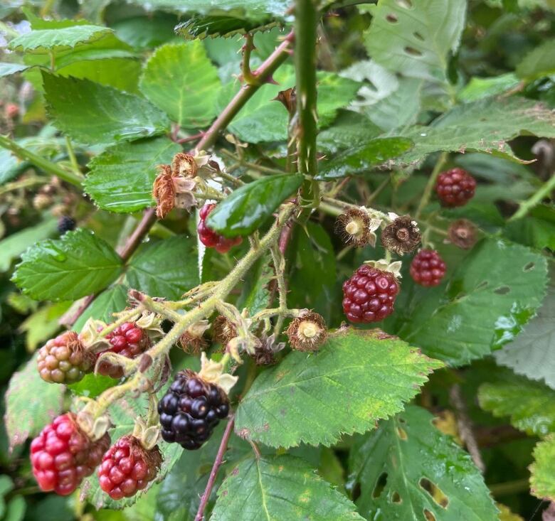 A bushel of Himalayan blackberries on a bush in Yarmouth. Several of the berries are a deep red in colour as they ripen.