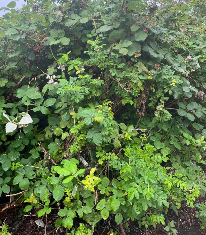 A large green bush dotted with small white-pink flowers is at least two and a half metres tall.