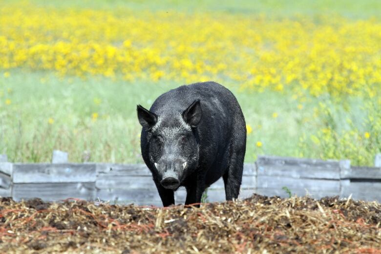 A large black boar stands in a field.