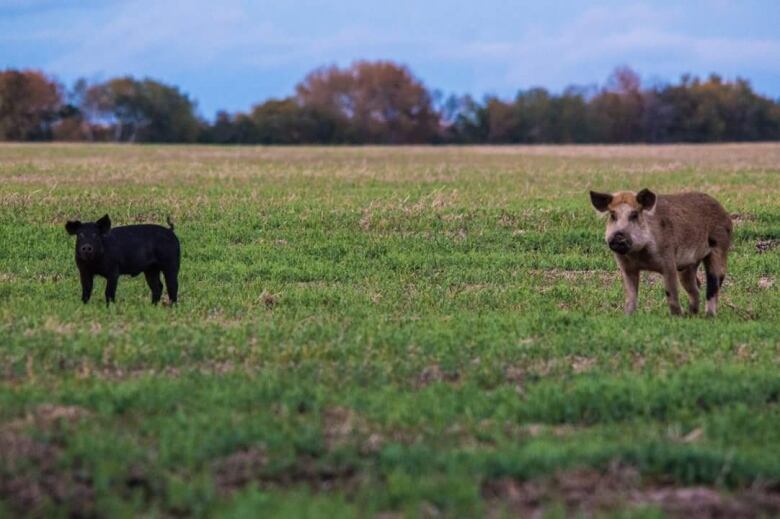 Two pigs, one black, one brown walk through a grassy field. 