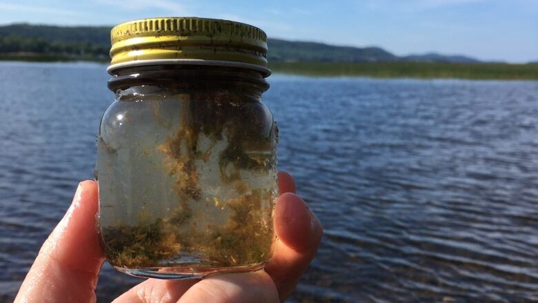 A hand holding a jar full of water and clumpy algae. 