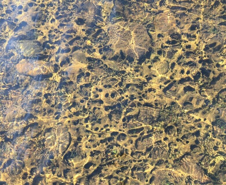 Clumpy green algae beneath the water's surface. 