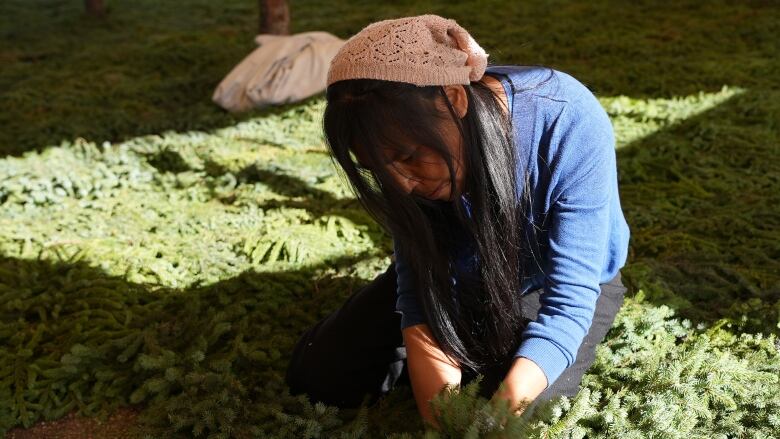 A woman lays evergreen boughs on the floor of an Innu tent.