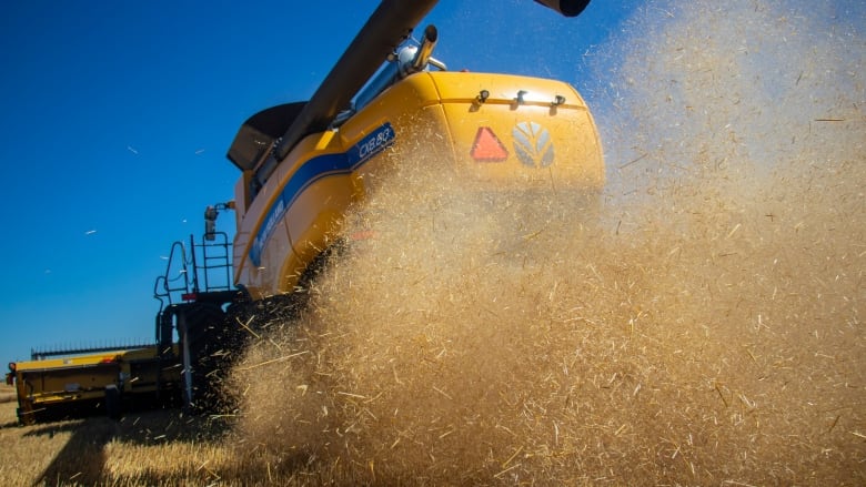 Wheat is spit out the back of combine harvester.