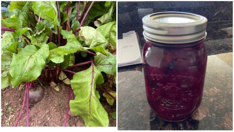 2-image collage of beets growing in garden and a jar of pickled beets