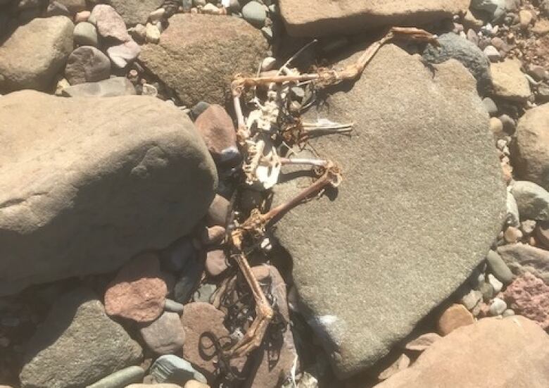 The bones of a seagull lie on some rocks.