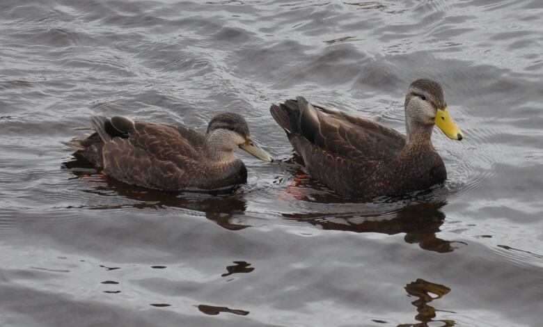 Two brown ducks swim on water.