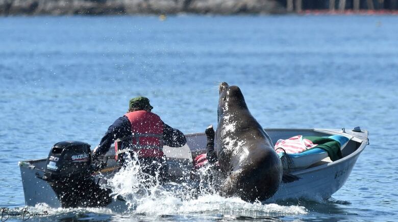 A small boat buckles as a sea lion perches on its edge.