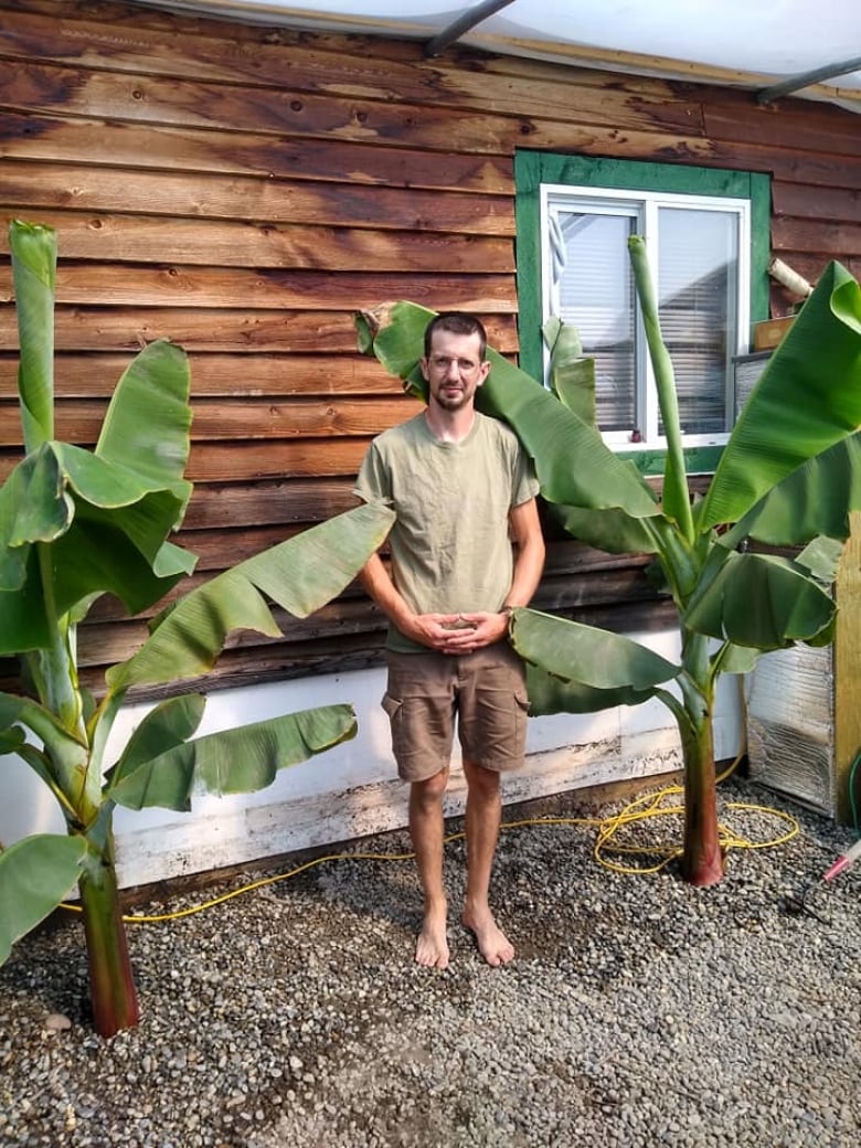 A man stands in between two banana trees.