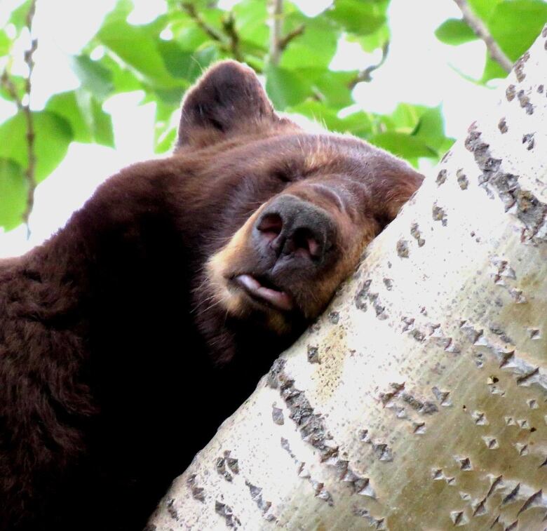 Black bears, undeterred by hazing, continue to fatten themselves on backyard fruit trees. 