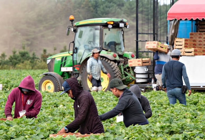 People pick strawberries in a field. 