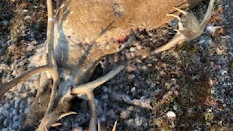 The body of a caribou lies on the ground.