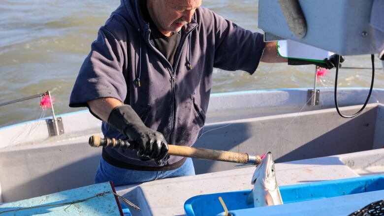 A man on a boat lifts up a fish with an instrument.