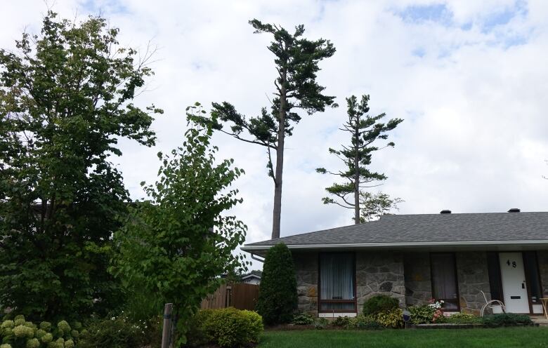 Trees on a residential street.