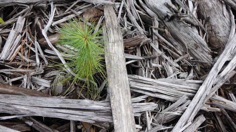 A small pine seedling.