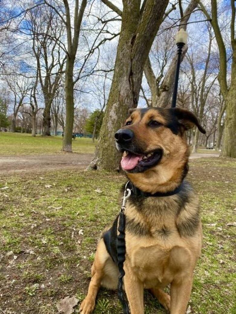 a dog in a park