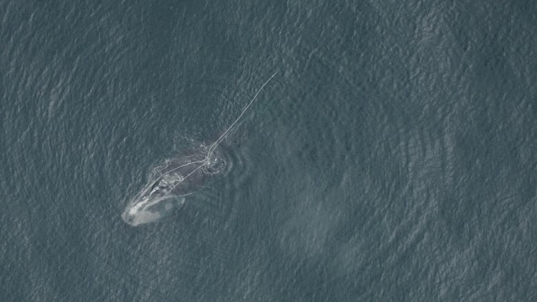 A swimming whale trailing several white ropes.