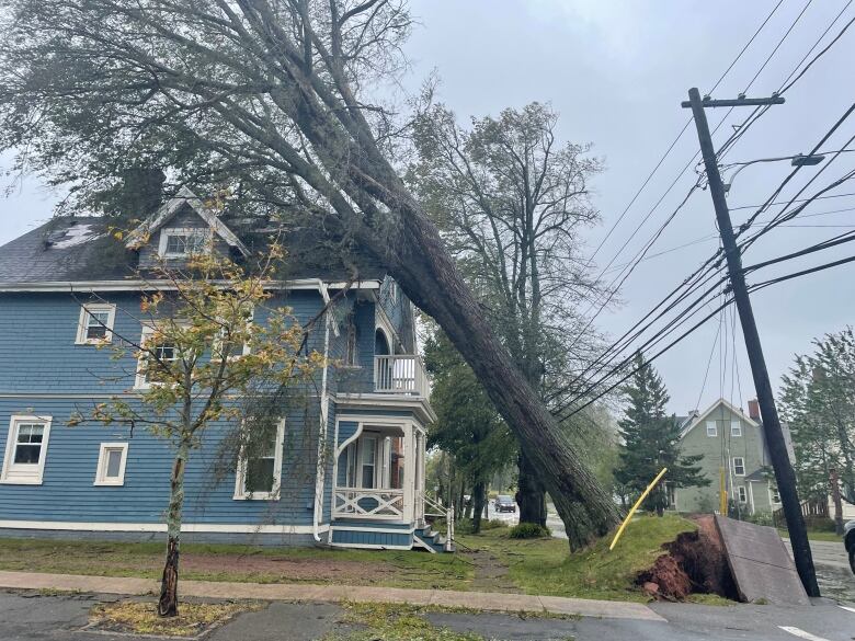 A tree is ripped out of the ground, resting on a house, with power lines caught in the branches