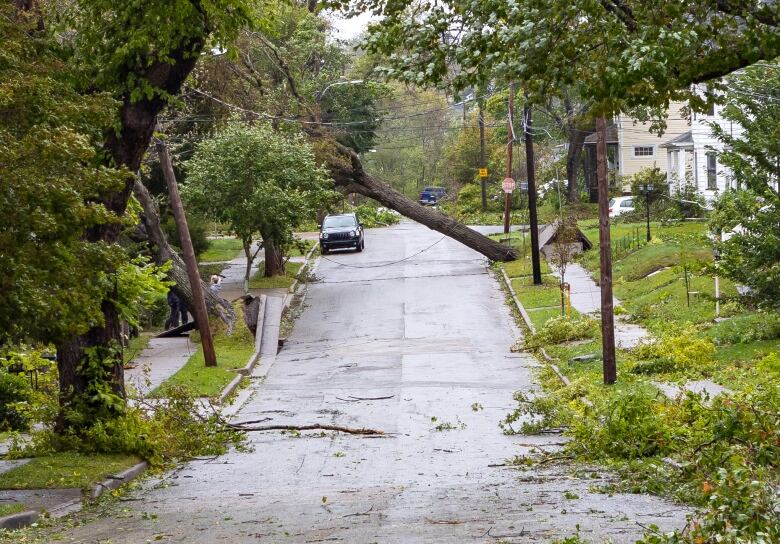 Trees and branches are strewn across a residential road following a major storm.