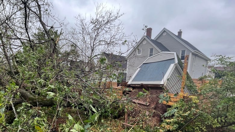 A shed that was placed on top of a tree's root system was thrust upward when the tree fell in downtown Charlottetown.