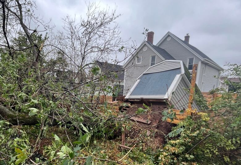 A shed that was placed on top of a tree's root system was thrust upward when the tree fell in downtown Charlottetown.