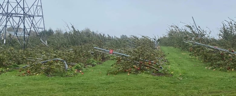 A trellis system in an orchard is seen to be severely damaged after a heavy storm.